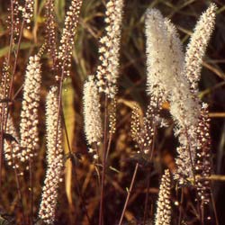 Cierge d'argent 'Atropurpurea'